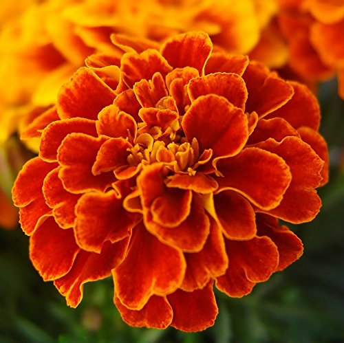 Ringelblume Bolero Samen - Tagetes Glockenblume Nana