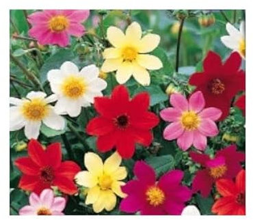 Pcs - 30x Mignondahlie - Dahlia Variabilis Fleurs Jardin Plantes - Graines KS25 - Seeds & Plants Shop by Ipsa