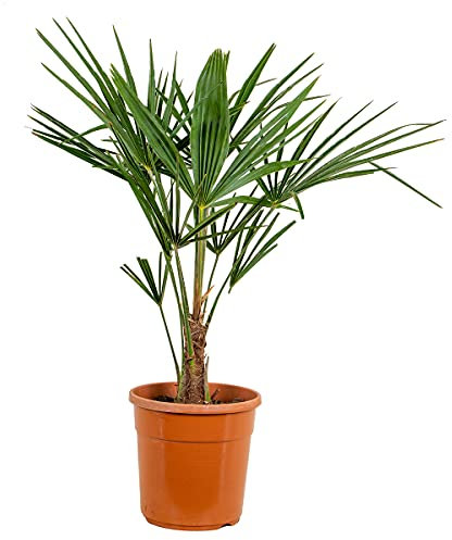 Bloomique - Trachycarpus Fortunei - Chinesische Hanfpalme - Palmen Winterhart Draußen - Höhe 70-80 cm - Topf 24 cm