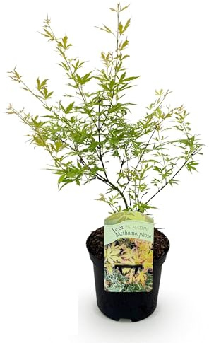 Terrassväxt - Japansk lönn - Acer palmatum Methamorphosa - Grön - 2 Växter - Lövfällande - 60-70cm - Ø25cm - Trädgårdsväxt