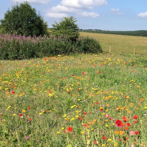 Dwarf Meadow Annual Wildflower Seed Mix 100% 50g (Covers 25 sq m) HC4 SLMH