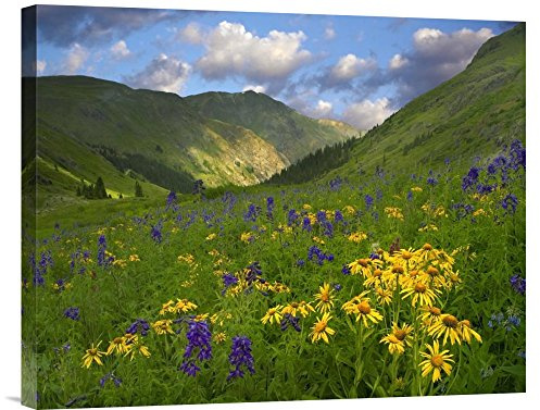 Global Gallery Budget GCS-396567-2024-142 Tim Fitzharris Orange Sneezeweed and Delphinium in American Basin Colorado Gallery Wrap Giclee on Canvas Print Wall Art