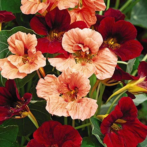 Nasturtium 'Rumba Mix' Seeds Tropaeolum Minus Indian Cress Half-Hardy Annual Flowering Garden Plants Easy to Grow Your Own 1 Packet of 30 Seeds by Thompson and Morgan