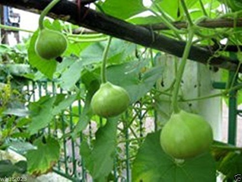 Bottle Gourd 10 Seeds - Nam Tao Klom (Asian Vegetable) Round Shaped Fruit