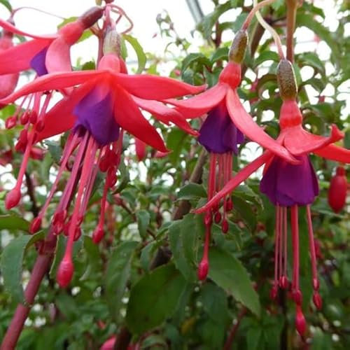 6x Fuchsia de Magellan 'Riccartonii' - Fuchsia ‘Riccartonii’ - Godet 9x9cm