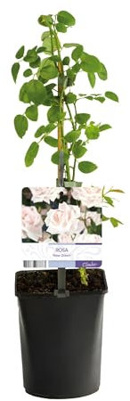Rosal trepador - Rosa New Dawn - Flor rosa claro - Bajo mantenimiento - 2 plantas - 30-40cm - Ø10cm - Planta de jardín