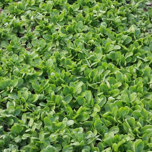 canónigos balcón resistentes decorativas de invierno - raras - 1200pcs