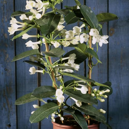 semi di anello di ghirlanda - Stephanotis floribunda - resistenti esotiche perenni 15pcs