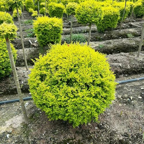 semillas de aligustre de hoja perenne - jardín, resistentes Decoración 150pcs
