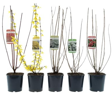 Arbustos ornamentales resistentes al invierno – Mezcla de arbustos de 50 – 70 cm en maceta de 17 cm para floración rica en primavera y verano (5, mezcla de Deutzie, Forsythia, Cornejo, Pipa, Weigelie)