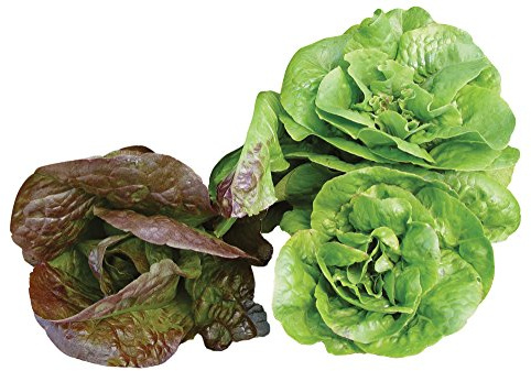Burpee Bibb Blend Lettuce Seeds 500 seeds