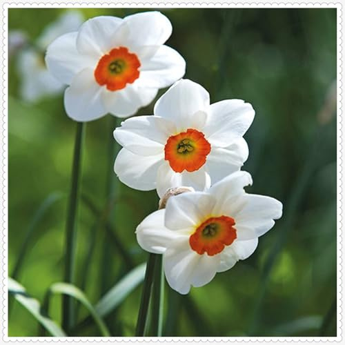 Narciso Bulbi,piante erbacee perenni,Narcisi bulbi rosa,narciso fiore bulbi,Narcisi Bulbi mix,bulbi di fiori doppi,Bulbi belli e sani,Daffodil bulbi(senza semi,non artificiali)-4bulbi-G