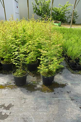 1 Urweltmammutbaum 70–100 cm ohne Topf gemesen | Metasequoia glyptostroboides | Winterharter Mammutbaum | Schnellwachsender Zierbaum | Solitärbaum | Topfware | Baumschulqualität