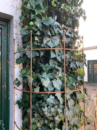 KUHEIGA Rankhilfe halbrund Metall Breite 60cm H:200cm Rost Rankgitter Obelisk Rankgerüst