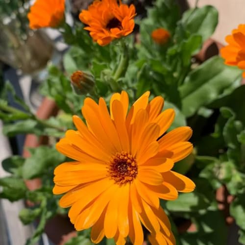 semi di calendula biologici - calendula - biologici aiuola di calendula da balcone, decorazione soggiorno resistenti all'esterno decorativi resistenti 60pcs