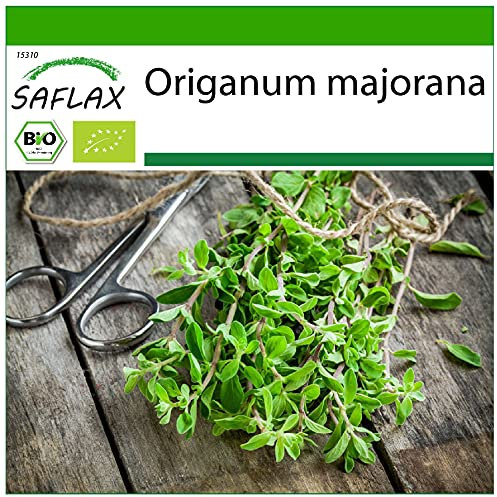 SAFLAX - BIO - Marjolaine - 700 graines - Avec substrat de culture aseptique - Origanum majorana
