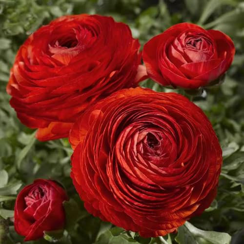 5 pcs ranunkeln zwiebeln - blumenzwiebeln mehrjährig winterhart,Ranunculus japonicus, winterharte kübelpflanzen gartenblumen kräutergarten blumenzwiebeln winterhart hochbeet balkon