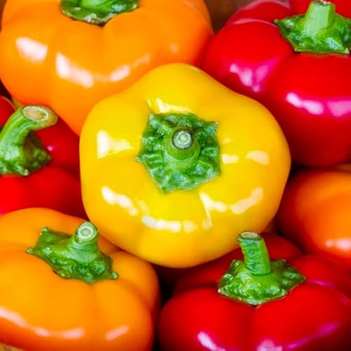 Pepper Joe's Hungarian Cheese Mix Pepper Seeds – Pack of 10+ Mild Chili Seeds – USA Grown – Heirloom Pepper Seeds for Planting