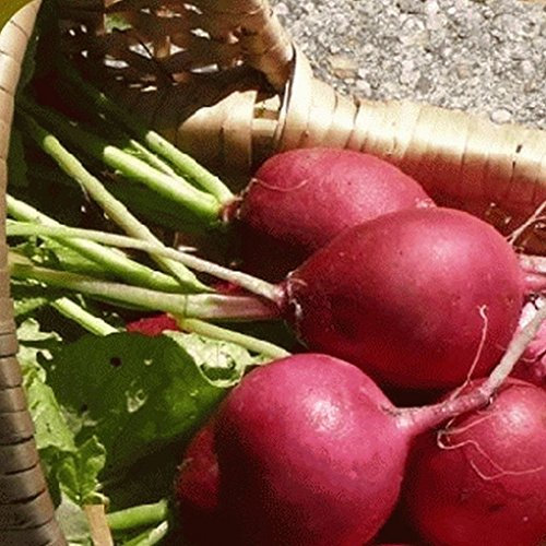 300 German géant Radis Seeds