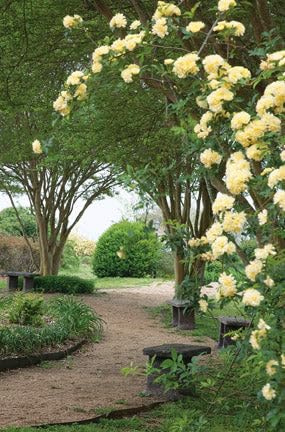 Yellow Lady Banks Rose – Live Climbing Rose Bush – Thornless & Fragrant – Fast-Growing Yellow Flowering Vine for Garden Trellises, Fences & Arches (1 Gallon Plant)