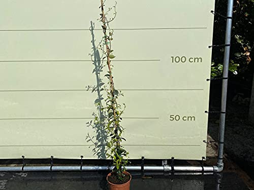 Tropictrees - Trachelospermum Jasminoides - 170cm - A+