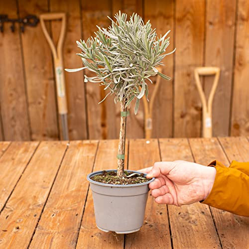 Buisson de Lavande Lollipop | Plante fraîche odorante Cuisine Aromathérapie