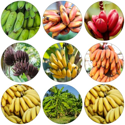 bananensamen winterharte stauden mehrjährig bananenpflanze winterhart obstsamen dekopflanzen obstbäume säulenobstbäume bonsai bäumchen kaufen biosaatgut bananenbaum zimmerbonsai 100samen