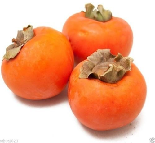 100 Samen Kaki, Kakibaum -Diospyros kaki- (Winterhart bis -15 C°)