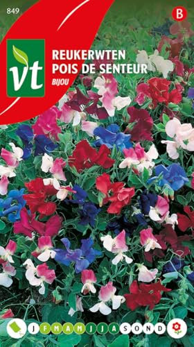 Pois de senteur Bijou Graines - Excellentes fleurs à couper