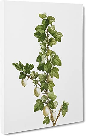 Gooseberry Bush By Pierre Joseph Redoute Vintage Canvas Wall Art Print Ready to Hang, Framed Picture for Living Room Bedroom Home Office Décor, 30x20 Inch (76x50 cm)
