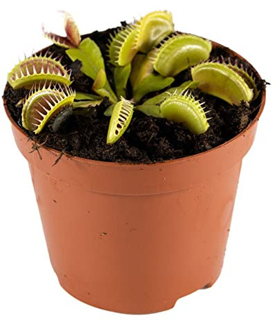 Perfect Plants Venus Fly Trap Plant in a 9cm Pot. Fascinating Fly Eating Carnivorous Plants