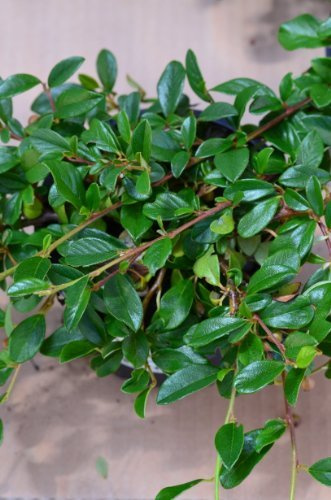 Teppichmispel Cotoneaster dammeri radicans 20-30 cm 1,2 L 1 VE=50 Pflanzen