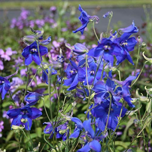 6 x Delphinium 'Voelkerfrieden' - Perenni Vaso 9cm x 9cm