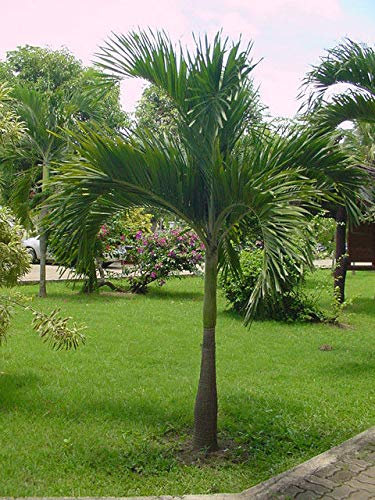 PLAT Firm SEMI DI GERMINAZIONE: 50 PCS Samen Manille di Palma, Weihnachts di Palma, Veitchia Merrillii (Becc.) S. E. Moore