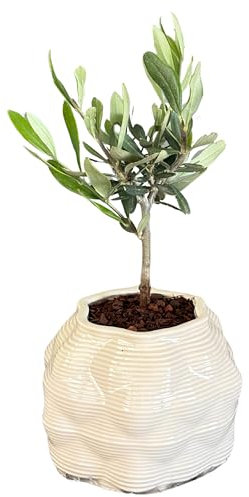 I GIARDINI DI GIULIA - Bonsai di Olivo in Vaso di Ceramica Artigianale “Bangkok” Ø10 cm H.23 | Pianta Vera da Interno o Esterno | Idea Regalo Elegante e Naturale