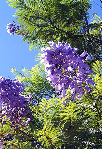 Seedeo® Anzuchtset Jacaranda (Jacaranda mimosafolia)
