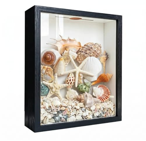 Caja de sombra con ranura en la parte superior, caja de exhibición de conchas marinas, caja de exhibición de conchas marinas, caja de exhibición de conchas, caja de exhibición de conchas, caja de
