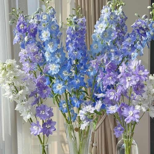Semillas de Delphinium, semillas de pradera semillas de del delfinio, de balcon organicas 200pcs