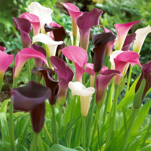Bulbi di ZANTEDESCHIA (CALLA) | Bulbi provenienti dai migliori produttori Olandesi | Esclusiva selezione e controllo qualità | Fioritura garantita. (3 Zantedeschia - Calla - PINK, WHITE & BLACK)