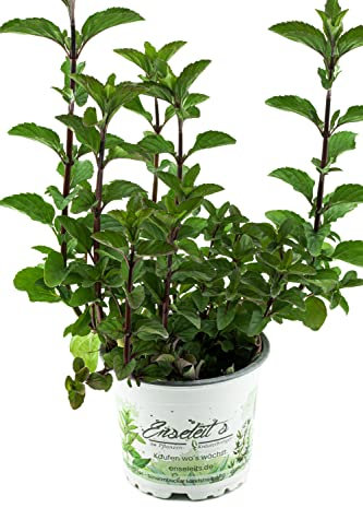 Menta Hillarys dulce limón, planta de menta, planta de hierbas resistentes al invierno!