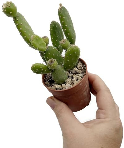 Fangblatt - Opuntia quitensis - exotischer Gliederkaktus im Ø 6 cm Topf - exotischer Kaktus - pflegeleichte Zimmerpflanze