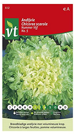 Semillas de achicoria número 5