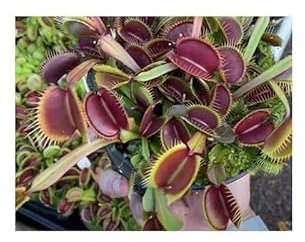 Stk - 5x Dionaea muscipula Akai Riu F3 BCP Venusfliegenfalle Pflanzen Samen B1211 - Seeds & Plants Shop by Ipsa