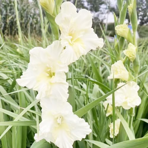 bulbi di gladioli letto elevato giardino ufficio decorativi interni giardino rocce balcone Bulbi perenni resistenti all'inverno 9pcs