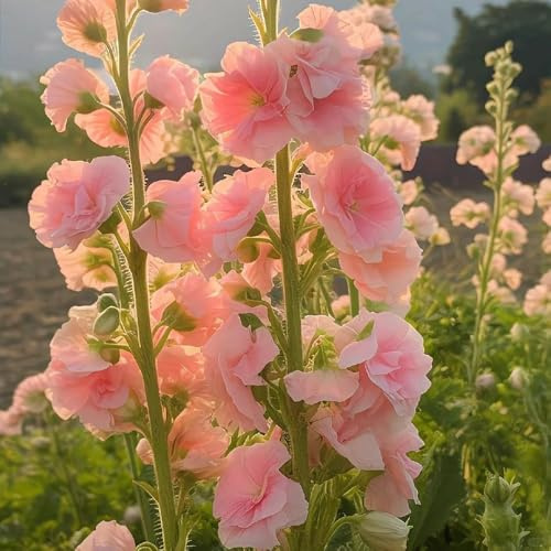 Semi di malvarosa, resistenti per il giardino Alcea rosea, malvarosa, Le sono perenni resistenti, esotiche 600pcs