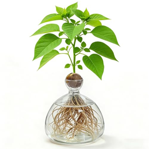 Vaso da allevamento per avocado e castagne, vaso trasparente avocado, vaso in vetro idroponico per fiori, vaso di fiori in vetro avocado, per decorazione di matrimonio, tavolo, soggiorno, tavolino da