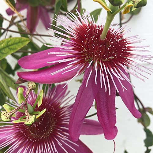 GardenersDream Passiflora Anastasia - Fleur de la Passion Violette - Plante Grimpante Exotique - Plante Extérieur à Grandes Fleurs