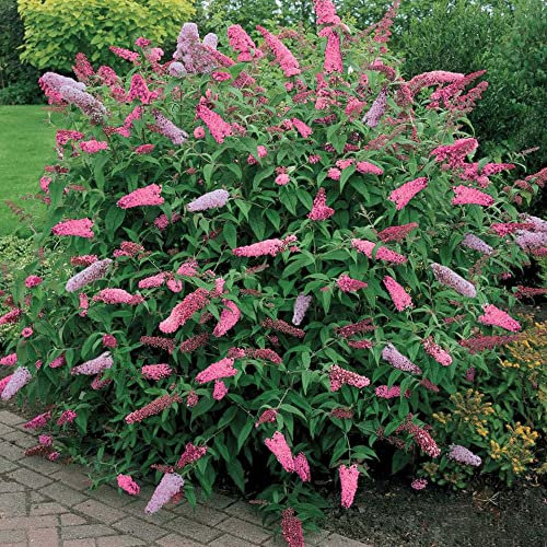 1 X BUDDLEIA PINK DELIGHT SCHMETTERLINGSFLIEDER LAUBSTRAUCH GARTENPFLANZE IM TOPF