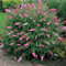 1 X BUDDLEIA PINK DELIGHT SCHMETTERLINGSFLIEDER LAUBSTRAUCH GARTENPFLANZE IM TOPF