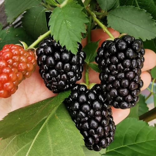 semillas de mora silvestre, variedades antiguas de zapote, resistentes en raras 100pcs